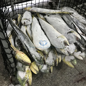 mahi mahi fish fillet mahi mahi