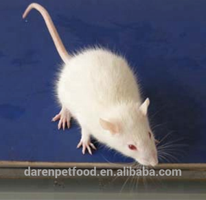 Rodent Food Rodent Food Suppliers And Manufacturers At Alibaba Com