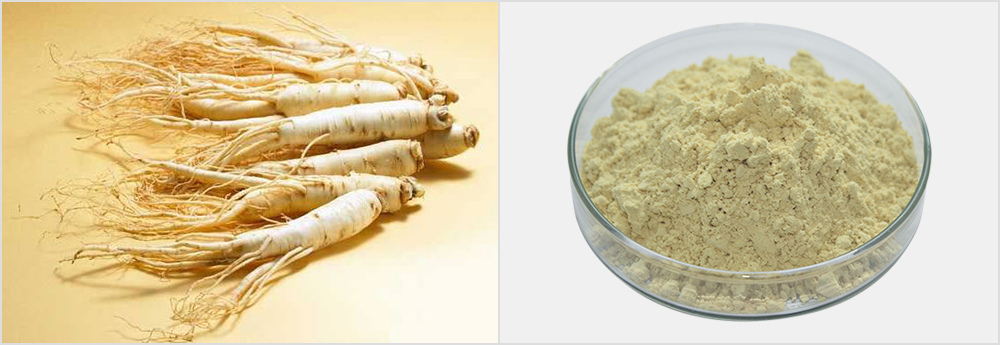 iso认证三七提取粉人参皂苷