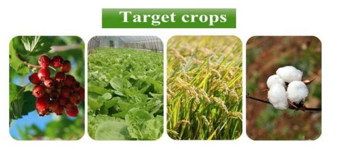Actara Thiamethoxam 25% WDG Chemical pesticide white fly/Farm agriculture chemical herbicide 25 wg actara/thiamethoxam