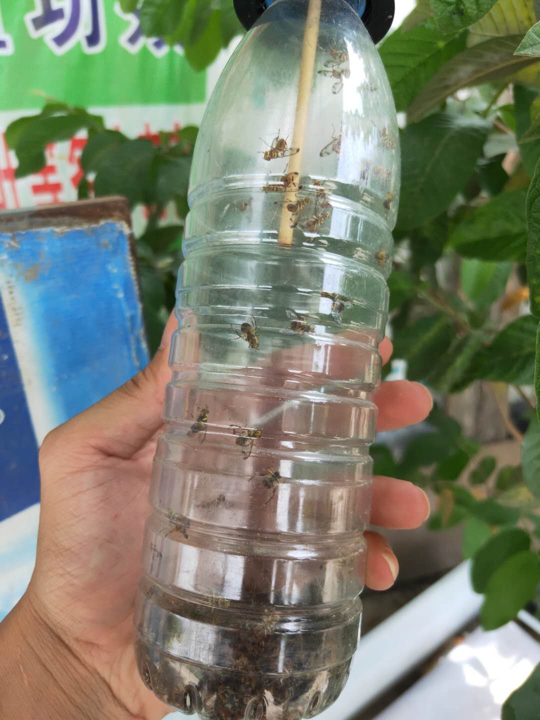 高效迷你水果苍蝇陷阱来控制飞行