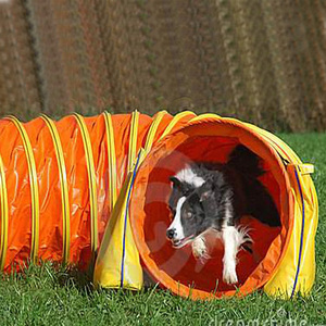 second hand dog agility equipment