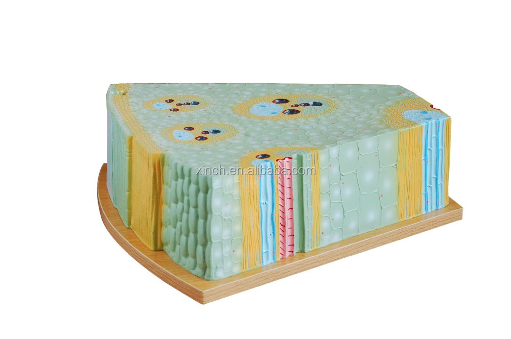 monocot 茎叶结构植物模型