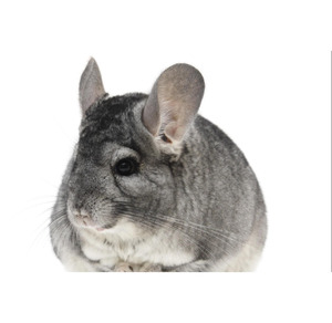 realistic chinchilla stuffed animal