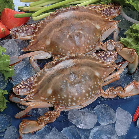 blue swimming crab, blue swimming crab direct from dandong huayi