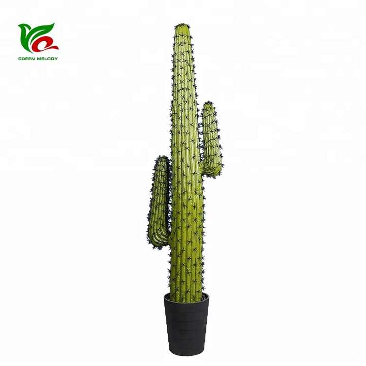 steudneri dracaena Dracaena fragrans 'Steudneri' – Conservatory Archives