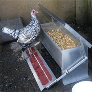 Automatic Pigeon Feeder Automatic Pigeon Feeder Suppliers And
