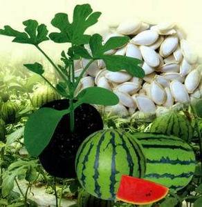 Кобальт подвой для дыни. Подвой для дынь и арбузов. Семена подвоя для дыни из китая. Подвой для дыни. Подвой для арбузов и дынь.