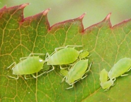 Pest Control Chemicals 96%TC Acetamiprid
