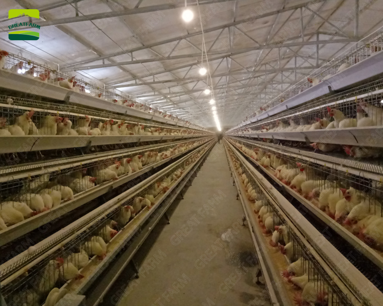 Poultry farm house design automatic poultry equipment chicken farm design