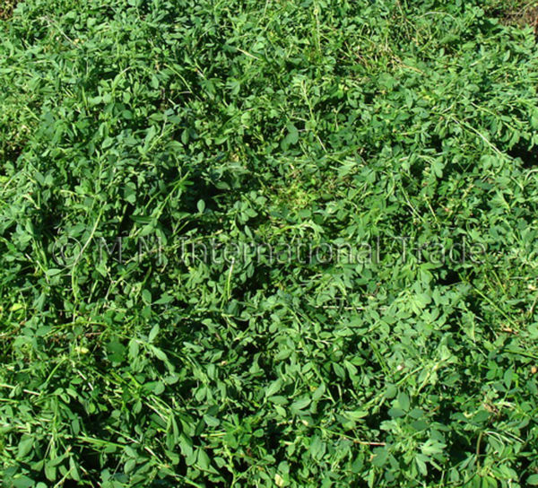 Alfalfa Hay Supreme Grade Double Compressed Big Bales Of 825