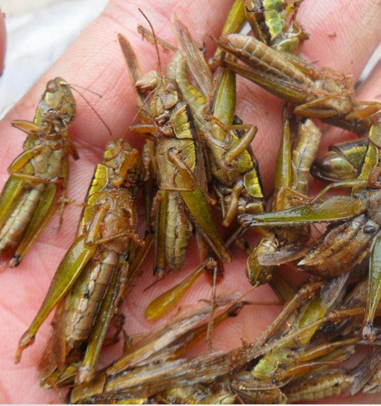 корм для кузнечика. сухие кузнечики. сушеные кузнечики. жареные сверчки. сухие кузнечики.