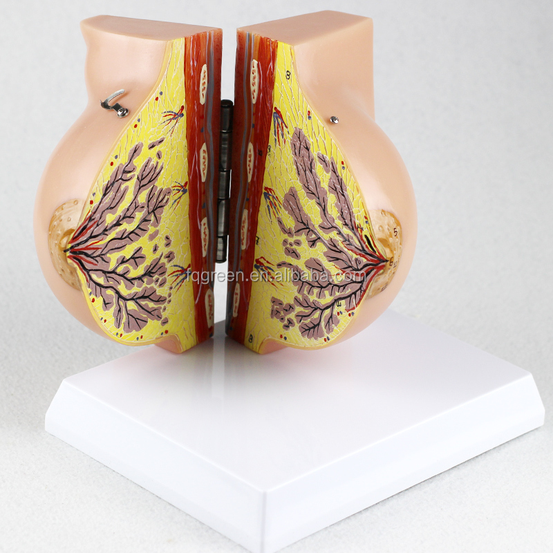 子宫解剖模型女性生殖系统模型器官模型