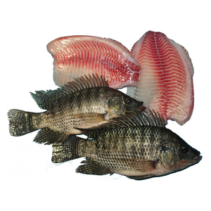 tilapia fish fillet-tilapia fish fillet manufacturers, suppliers