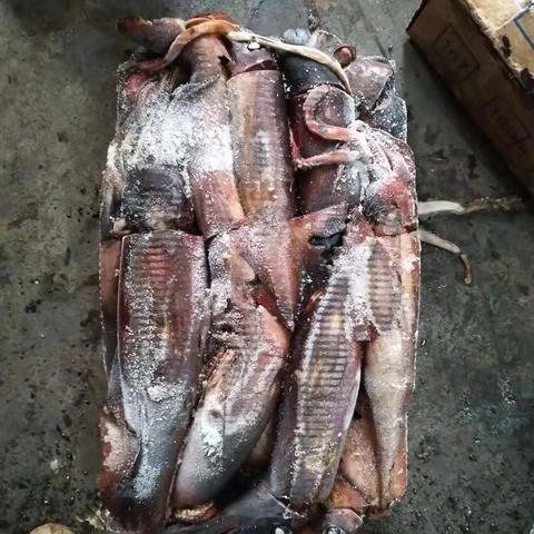 bqf冷冻印度洋黑鱿鱼300-400g/pcs整轮