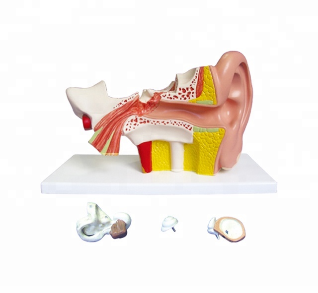 Увеличенные человеческое ухо структура анатомическая модель 4 части