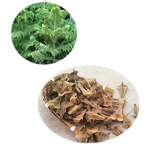 Find Non Gmo High Yield And Organic Virginia Norfolk Island Pine Seeds Alibaba Com Find Non Gmo High Yield And Organic Virginia Norfolk Island Pine Seeds Alibaba Com