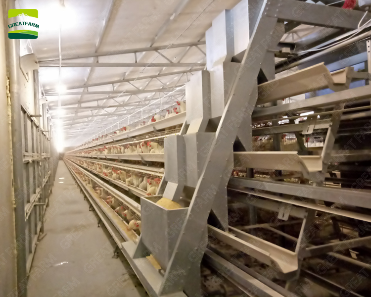 Poultry farm house design automatic poultry equipment chicken farm design