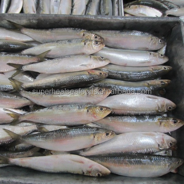 frozen sardines bait