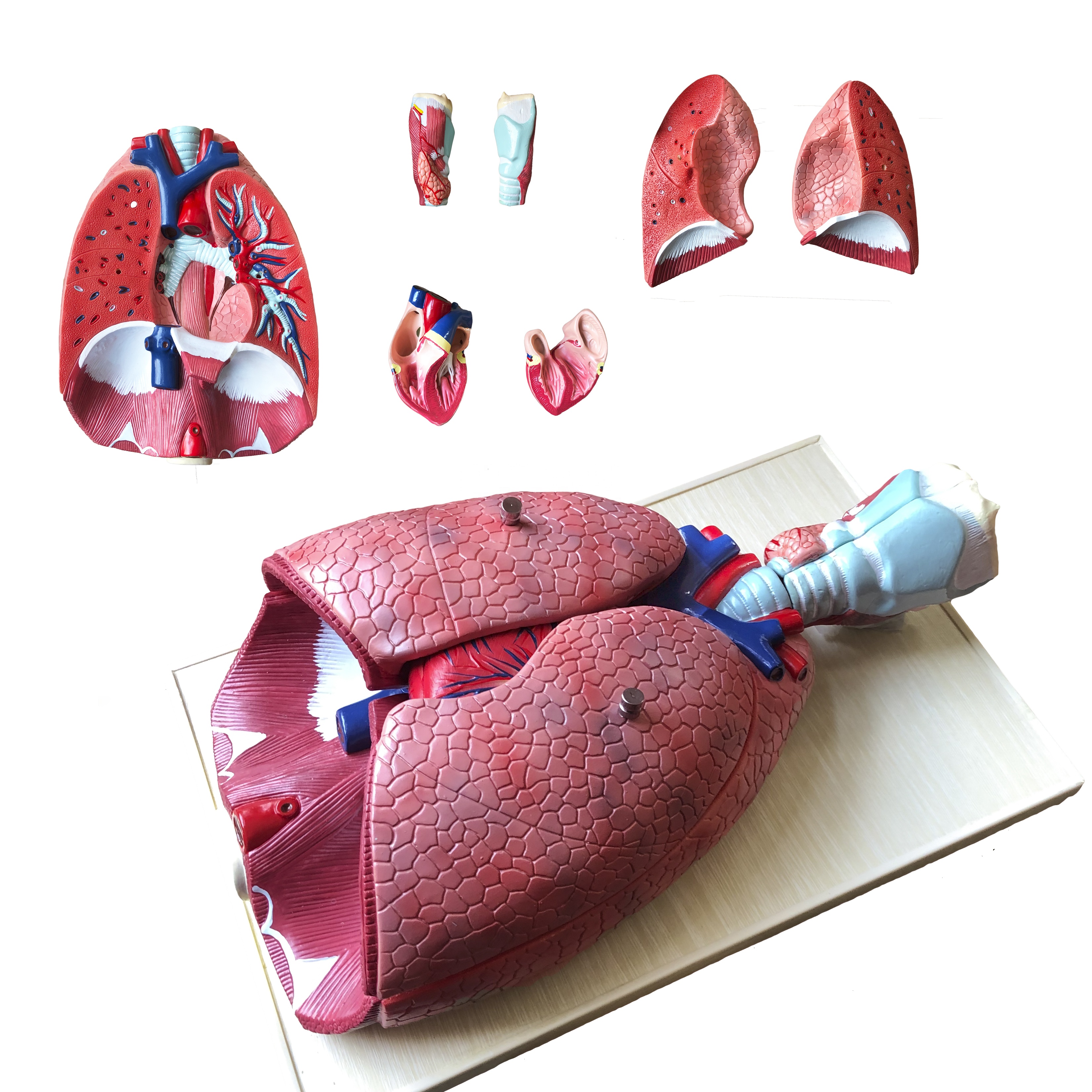 生命大小塑料人体呼吸系统示范模型,包括心肺 - buy lung anatomical