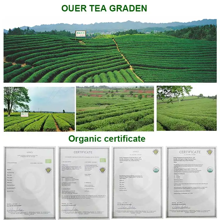 Quick Shipment  Liuan Leaf finest China loose leaf Liu an gua pian Green Loose tea 2023 new top grade bulk tea wholesale
