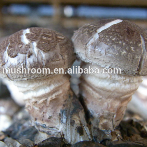 Горячая продажа Органическая шиитаке;, шиитаке высушенный гриб шиитаке