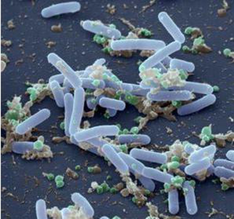 Absorption-promoting probiotic bacteria - Bacillus pumilus