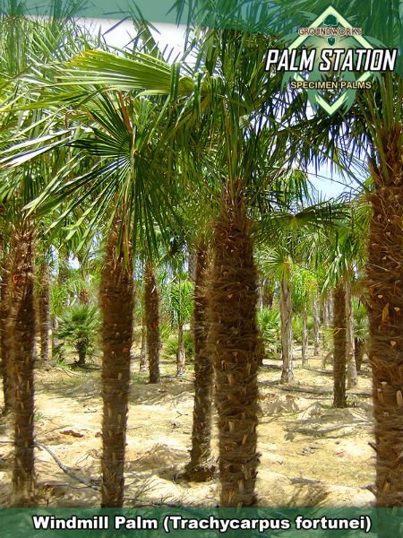 TRACHYCARPUS FORTUNEI 100 semi seeds Chamaerops excelsa cold resistant 18°C