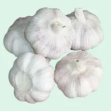 New Crop of Pure White / Normal White Garlic in Good Price