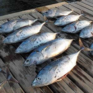 fresh fish-fresh fish manufacturers, suppliers and exporters on