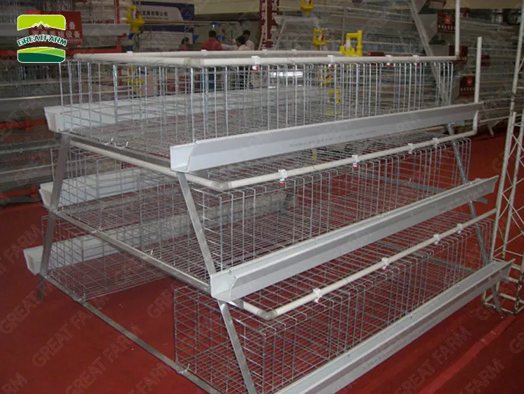 Chicken cage project for layer hens broiler