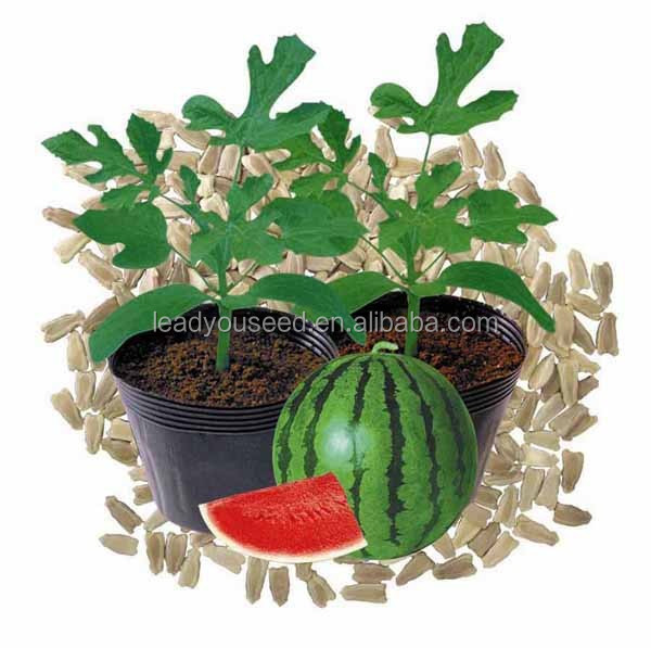 Подвой для дыни и арбуза. Подвой для арбузов и дынь. Семена подвоя для дыни алиэкспресс. Подвой для дыни и арбуза. -подвои подвои для арбузов дынь.