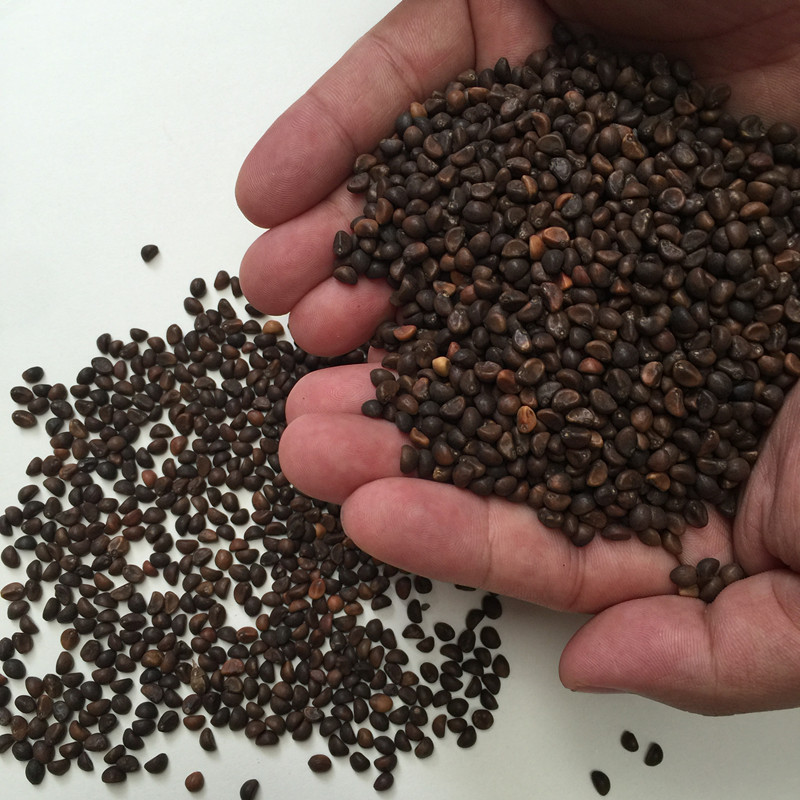 семена шпината. гавриш шпинат богатырь. шпинат стоик. семена. шпинат (семена микрозелени).