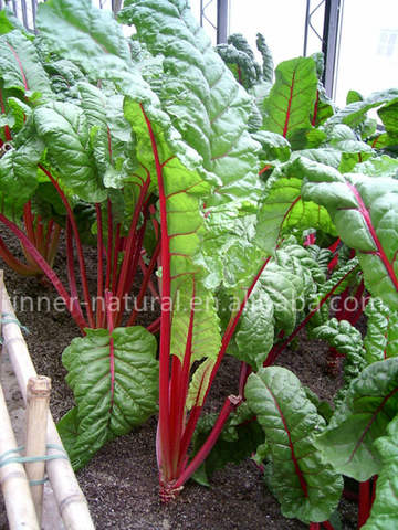 red beet root extract betacyanin 5%