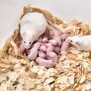 Wholesales Frozen Feeder Mice Rodent Feed For Reptile Pet Lizard