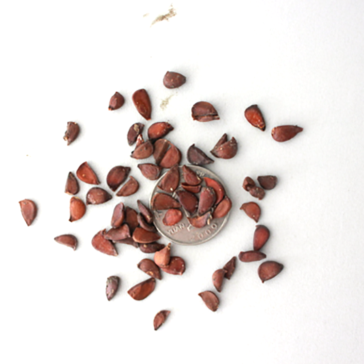 красная культура семена красные. маленькие красные семена. красные семена. семена аннато. маленькие красные семена.