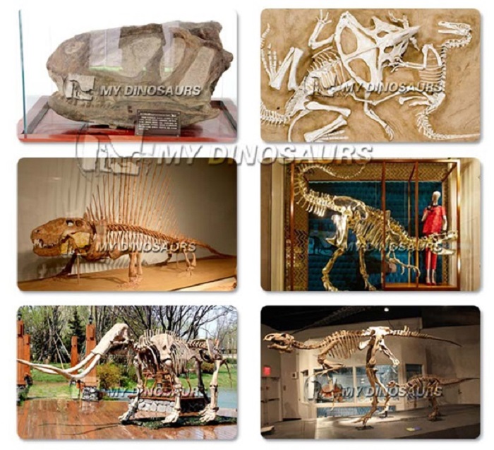 MY Dino DS078化石掘削サイト恐竜化石骨埋設シーン| Alibaba.com