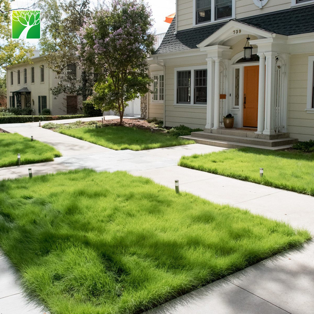 Atacado completa sol evergreen arbusto perene ornamental bonsai plantas Buchloe dactyloides Buffalograss