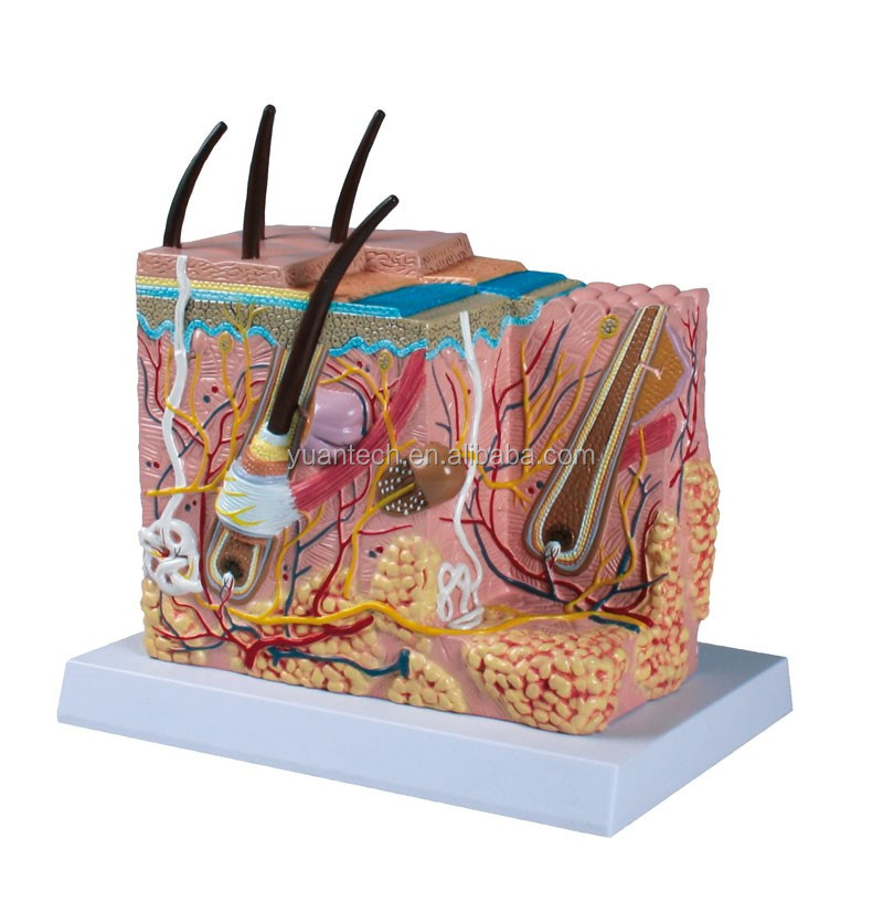 YA/HB012 модель блока кожи