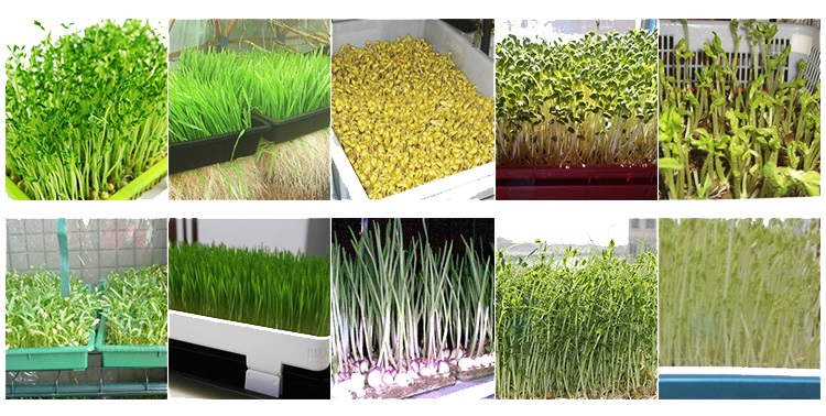 Large Green Alfalfa Growing Hydroponic Fodder System