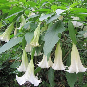 Datura Seeds Datura Seeds Suppliers And Manufacturers At Alibaba Com