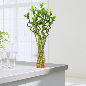 bamboo plants, natural plant suppliers and manufacturers