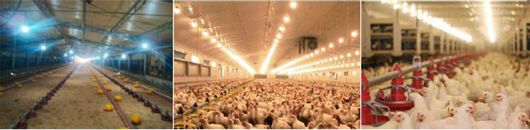 Dimmable LED chicken farm light 10w 15w