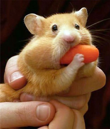 hamster world