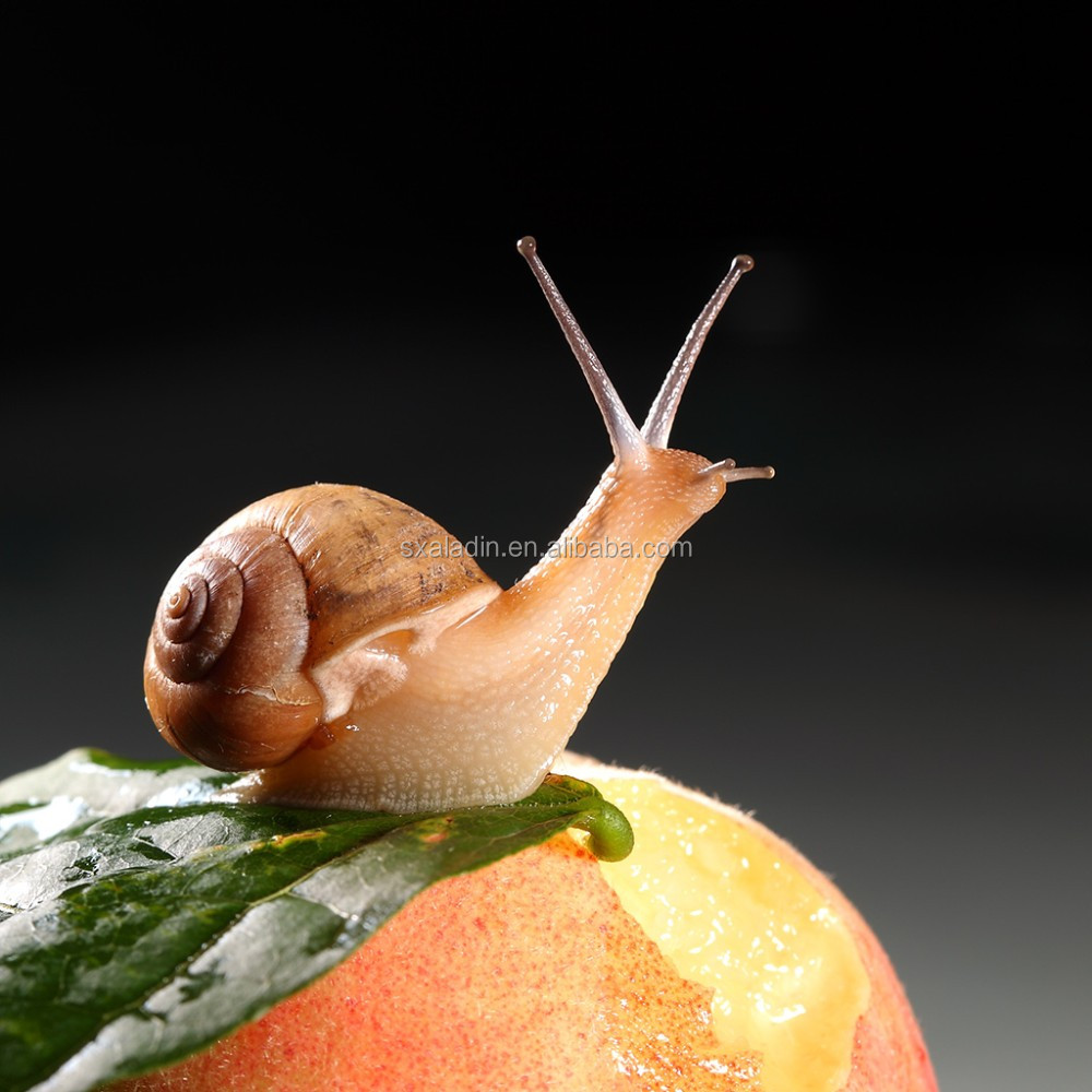 纯天然蜗牛粘液提取物用于护肤 - buy snail slime extract,snail