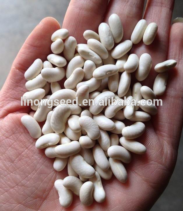 extracto de frijol blanco riñón singapura