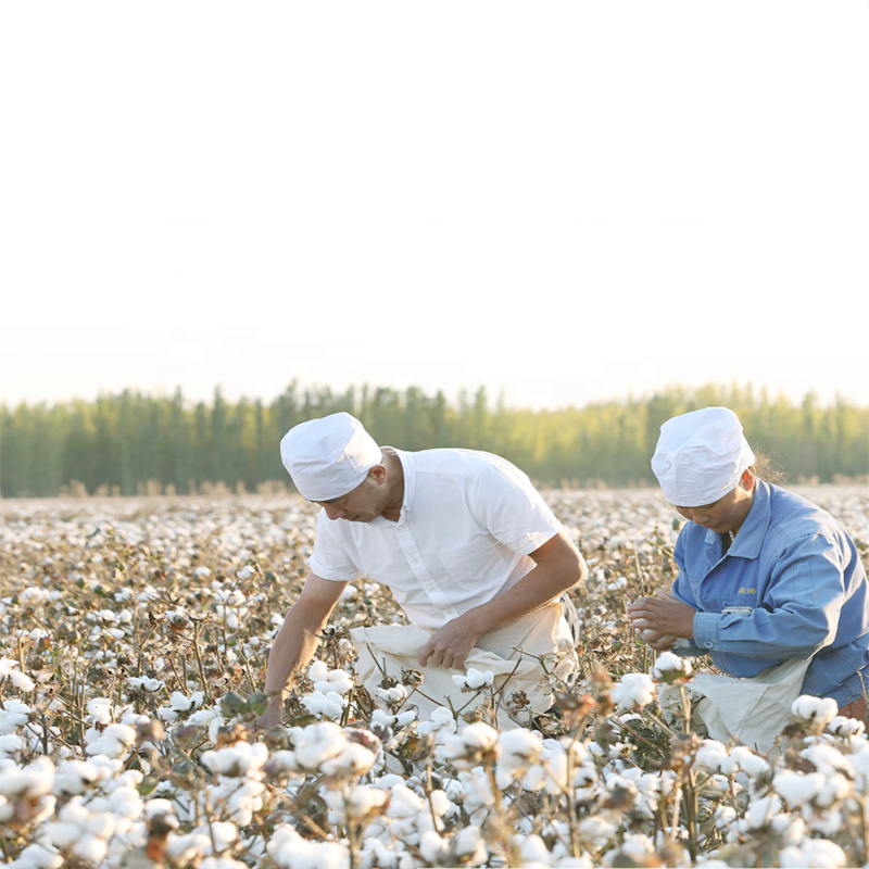 Экспортеры хлопка. Хлопковая Целлюлоза. Целлюлоза хлопок. Линтер хлопок. Cotton linters Pulp..