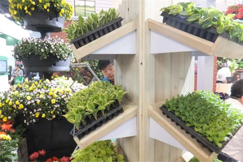 Convenient Eco Friendly Adenium Seeds Taiwan Seed Tray Plastic Seedling Tray
