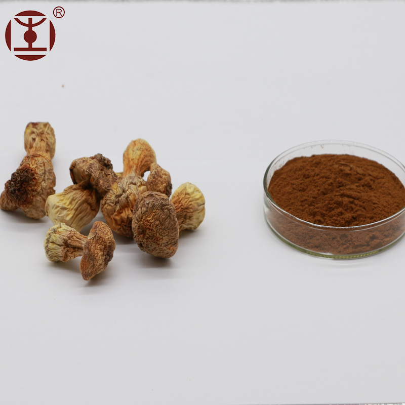 Органический гриб агарик бразильский (Бразильский гриб) порошок для съедобных и лекарственных