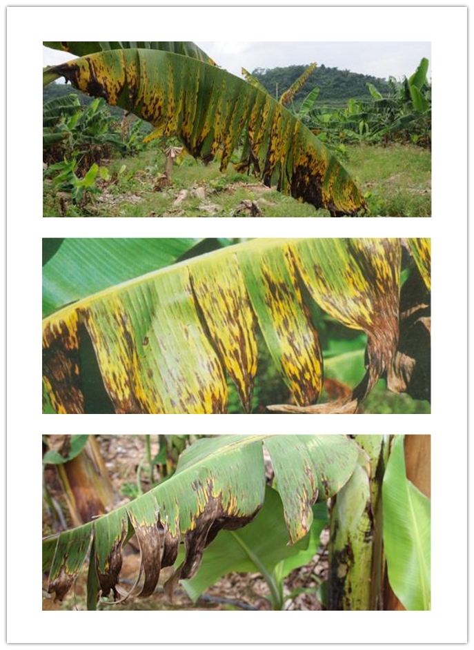 Bactericide,Fungicide  Mancozeb price 80%WP,90%TC